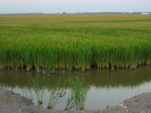 arrozal guadalquivir